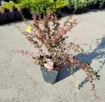 Berberis Thunbergii Harlequin la ghiveci - imagine 2