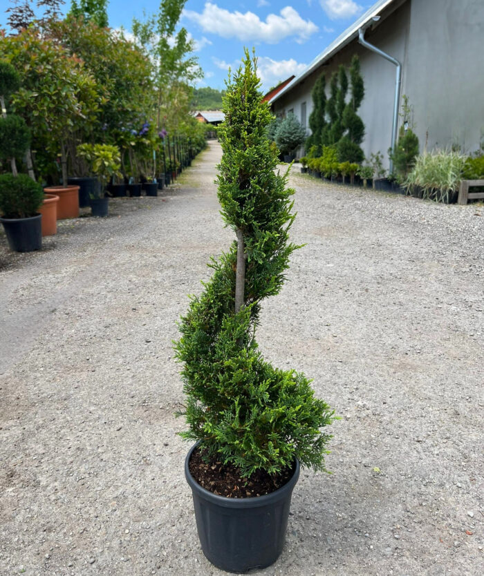 Cupressocyparis Leylandii Spirala Medie la ghiveci - imagine 1