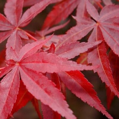 Artar 'Hime Shojo' preferă soluri bine drenate și expunere la lumină solară parțială sau umbră.Este un arbust cu creștere lentă. Comandă acum! 🛒