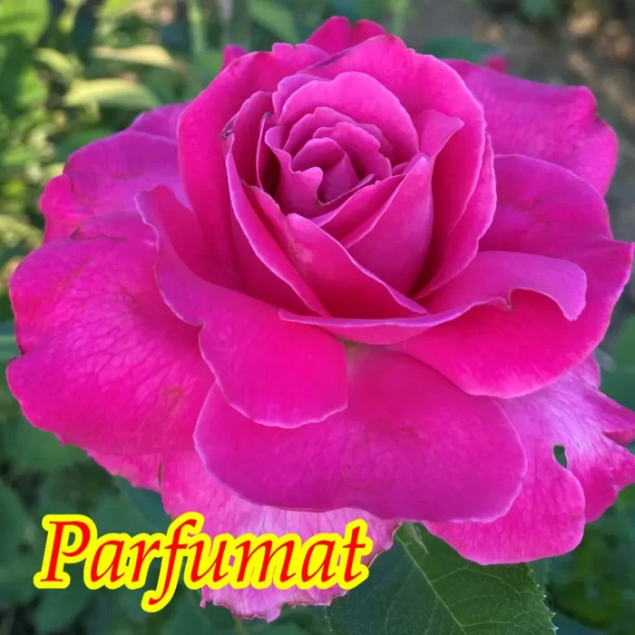 Admirați frumusețea și eleganța unui trandafir la ghieci deosebit - Caprice de Meilland. Alege calitatea superioară pentru grădina ta! 🌺🛒