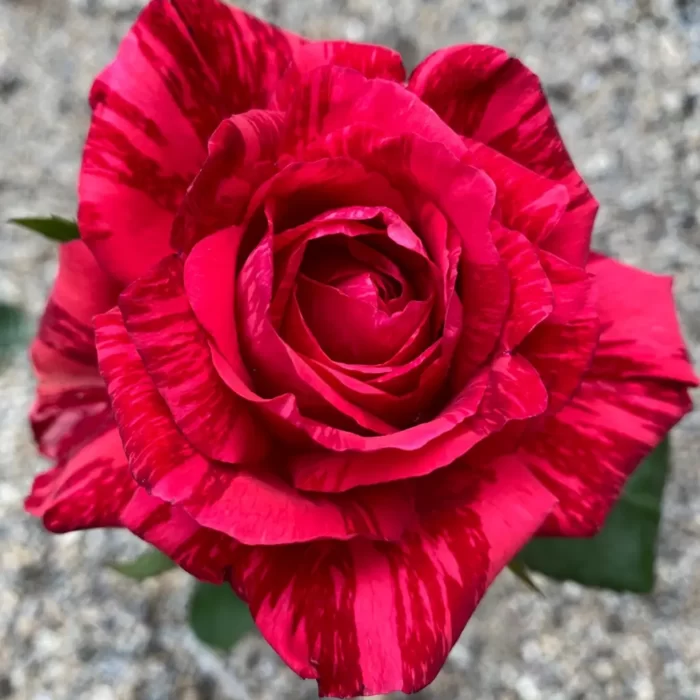 Caribia la ghiveci: Trandafir la ghiveci parfumat și frumos Bucură-te de trandafir Caribia, o alegere perfectă pentru aranjamentele florale. Parfumul lor subtil te va cuceri de la prima mirosire! 🌹