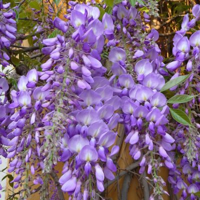 Wisteria sinensis (Glicina mov) este renumită pentru inflorescențele sale spectaculoase și parfumate, care adaugă un farmec deosebit grădinilor. 🌸🛒