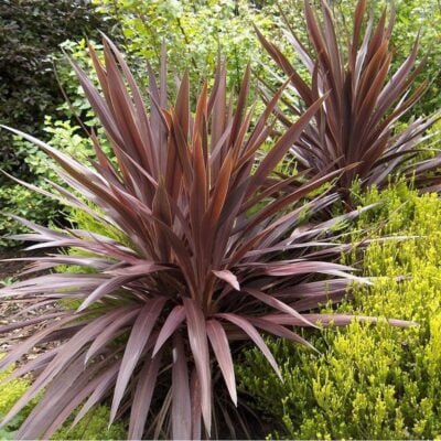 Transformă-ți grădina într-un paradis verde cu Cordyline Australis. Alege această plantă decorativă perfectă pentru orice anotimp. Comandă acum! 🛒