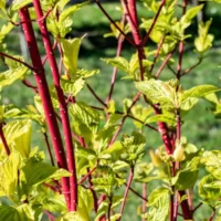 Cornus alba 'Sibirica' - arbust cu tulpini galbene și creștere rapidă. Optează pentru frumusețea naturii în grădina ta!Comandă acum!🌸🛒