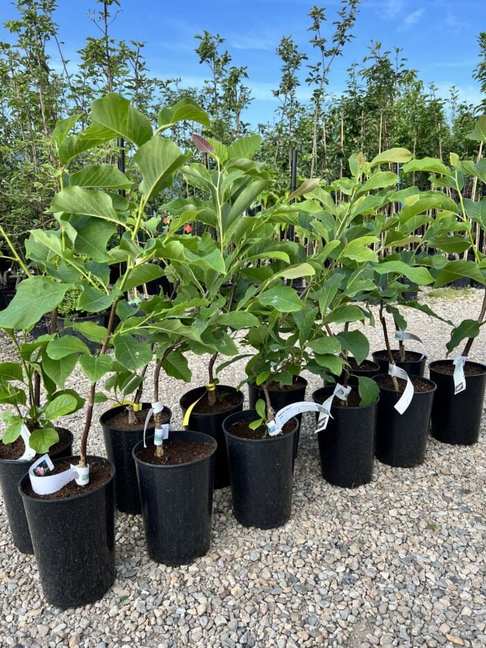 Magnolia Sunrise la ghiveci - imagine 2