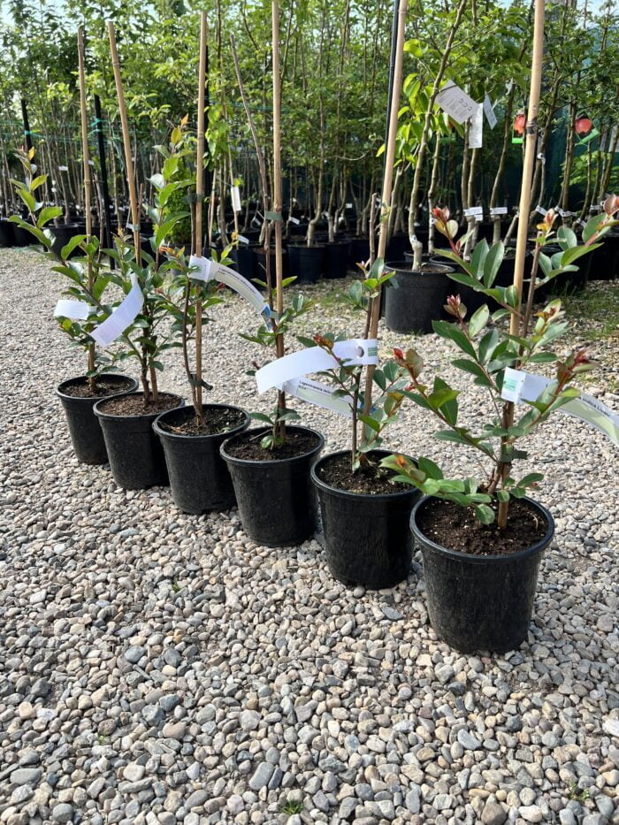 Lagerstroemia indica 'Lipan' (Liliac Indian) la ghiveci - imagine 2