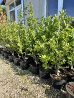 Magnolia Stelata White la ghiveci - imagine 2