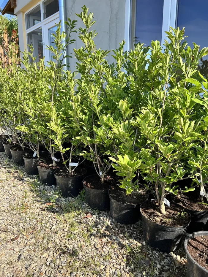 Magnolia Stelata White la ghiveci - imagine 2