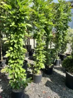 Magnolia Loebneri 'Merrill' Fiore Bianco, Albă la ghiveci - imagine 3