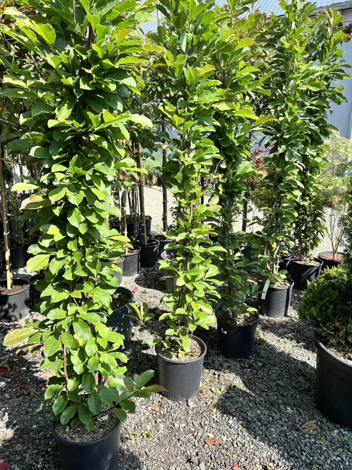 Magnolia Loebneri 'Merrill' Fiore Bianco, Albă la ghiveci - imagine 3