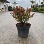 Berberis Thunbergii Admiration la ghiveci - imagine 2