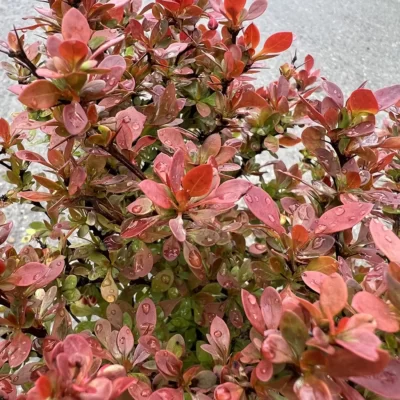 Upgradează-ți grădina cu arbustul Berberis Thunbergii Admiration! O varietate compactă și decorativă, cu frunze roșii și flori delicate. 🍁🛒