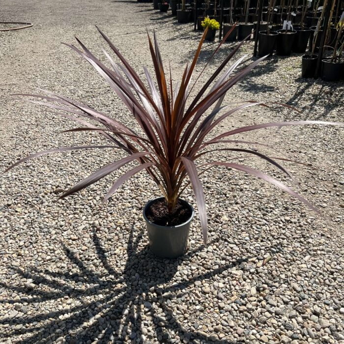 Cordyline Australis la ghiveci - imagine 2