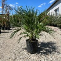 Descoperă eleganța naturală Palmier Chamaerops humilis! Plantează-l în grădina ta și bucură-te de frunzele lungi și de culoarea verde închis. 🌴🛒