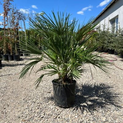 Descoperă eleganța naturală Palmier Chamaerops humilis! Plantează-l în grădina ta și bucură-te de frunzele lungi și de culoarea verde închis. 🌴🛒