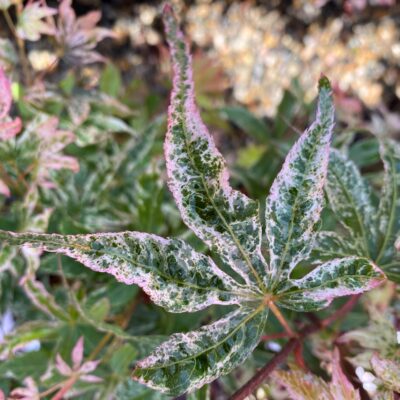 Înfrumusețează-ți grădina cu un superb arțar japonez, Artar Ukigumo. Descoperă varietatea de culori a frunzelor și bucură-te de creștere! 🌿🛒