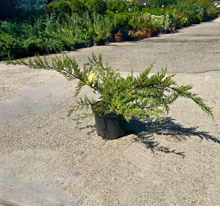 Juniperus Horizontalis Green
