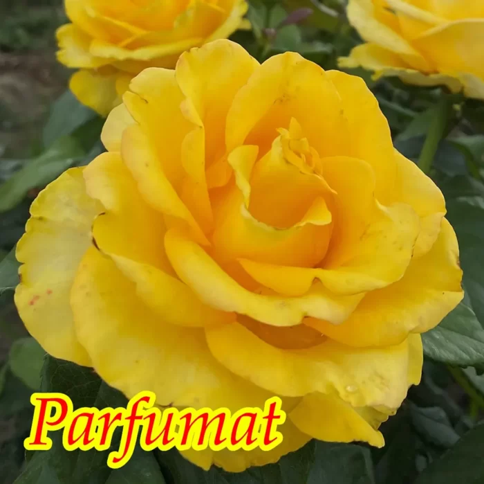 Dă farmec grădinii tale cu trandafir la ghiveci Kerio! Flori de un galben-irezistibil care atrag privirile. Alege acum eleganța și rafinamentul. 🛒