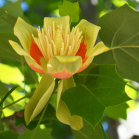 Descoperă înălțimea și dimensiunile impresionante ale Arborelui de Lalea - Liriodendron Tulipifera și admiră coroana sa ovoidală. Cumpără-l acum! 🌼🛒