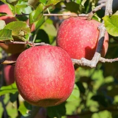 Pom Fructifer Măr Fuji cu Vigoare mijlocie, rezistență la ger -35℃ și rezistență la boli 💪Plantați acum și bucurați-vă de recoltele bogate!😍