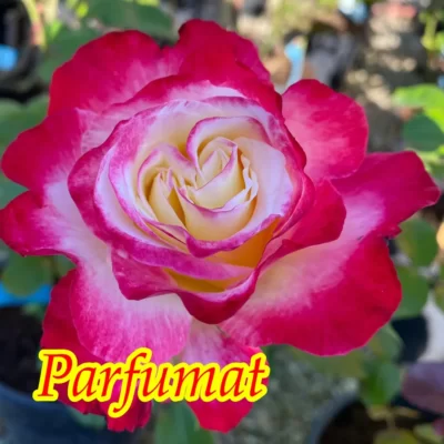 Fii mândru de grădina ta cu trandafir Double Delight la ghiveci. O alegere perfectă pentru o înflorire uimitoare și armonioasă! 🌸🛒