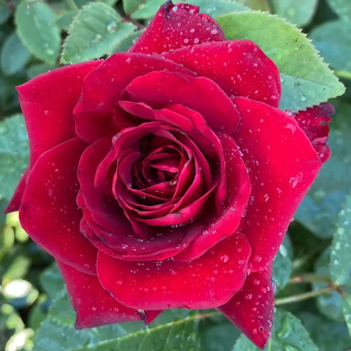 Trandafir Schwarze Madonna la ghiveci adaugă o notă de eleganță grădinii tale. Flori purpurii închis și parfum discret. Comandă acum! 🌹 🛒