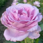Bucură-te de frumusețea inconfundabilă a trandafirului Sissi la ghiveci. Parfum dulce și nuanțe de mov deschis. Oferă-ți grădinii tale ceva special! 🌹🛒
