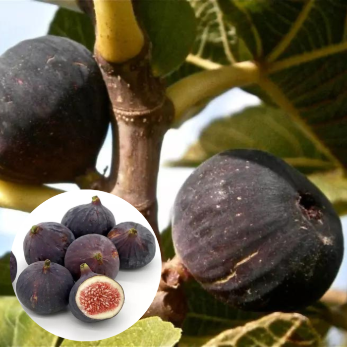 Smochin Ficus Carica Ronde de Bordeaux la ghiveci - imagine 1