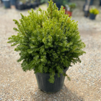 Taxus Blob - Pepiniera Sosa