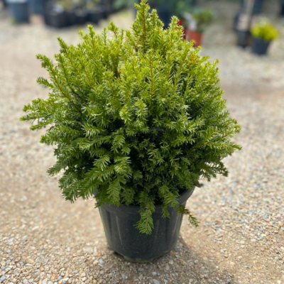 Taxus Blob - Pepiniera Sosa