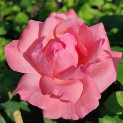 Adaugă farmec grădinii tale cu trandafir la ghiveci England. Descoperă flori de un roz intens și o înălțime medie de 90-120 cm. Comandă acum! 🌸 🛒