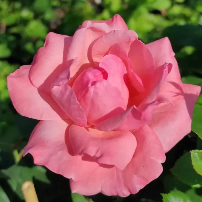 England la ghiveci: Trandafir cu flori roz intens 🌸 Adaugă farmec grădinii tale cu trandafir la ghiveci England. Descoperă flori de un roz intens și o înălțime medie de 90-120 cm. Comandă acum! 🌸 🛒