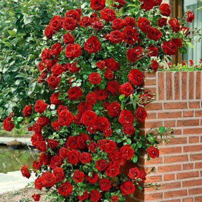 Trandafir urcător roșu la ghiveci o varietate de trandafiri cunoscută pentru frumusețea sa vibrantă și pentru împletiturile sale elegante! Comandă acum! 🌹