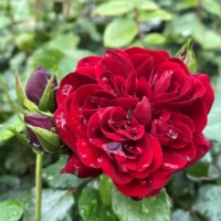 Hainzel este o varietate populară de trandafir la ghiveci, apreciat pentru frumusețea și parfumul său rafinat.Comandă acum! 🌹 🛒