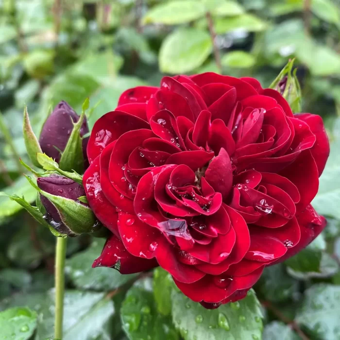 Hainzel este o varietate populară de trandafir la ghiveci, apreciat pentru frumusețea și parfumul său rafinat.Comandă acum! 🌹 🛒