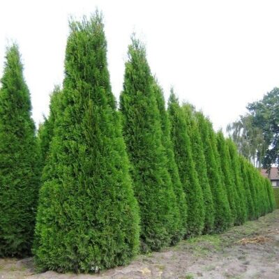Dacă vrei o gradina deosebită, Tuia Smaragd este alegerea! Coroană densă si compactă, frunzisul mereu verde - un conifer de excepție. Cumpără acum! 🌿🛒