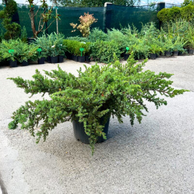 Juniperus Communis - Pepiniera Sosa