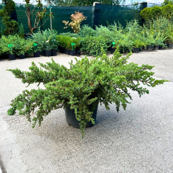 Juniperus Communis - Pepiniera Sosa