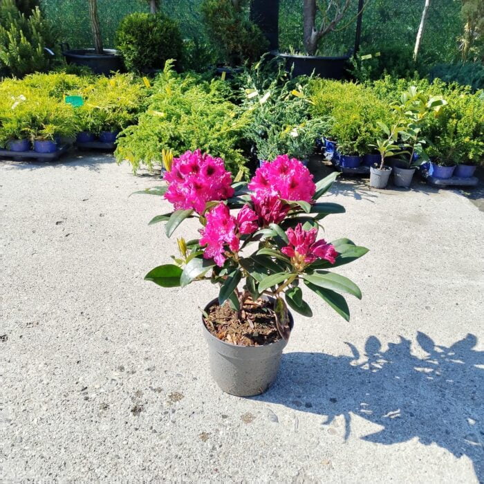 Rhododendron ”Marie Forty” la ghiveci - imagine 2