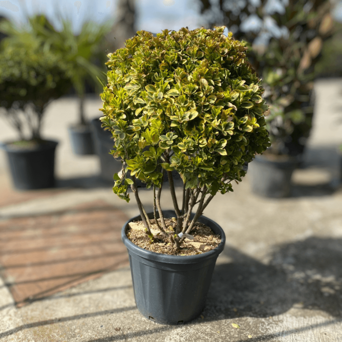 Euonymus Aurea (Tufă Aurie) - arbust peren cu frunze aurii și textură unică. Transformă-ți grădina într-o oază de frumusețe! 🌿