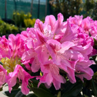 Rhododendron Roz Inchis la ghiveci