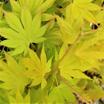 Transformați-vă grădina într-un paradis colorat cu Arțar Shirasawanum Jordan. Adăugați un strop de eleganță și culoare cu acest arbore uimitor! 🌳