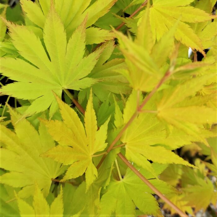 Transformați-vă grădina într-un paradis colorat cu Arțar Shirasawanum Jordan. Adăugați un strop de eleganță și culoare cu acest arbore uimitor! 🌳