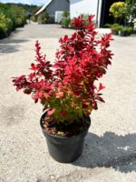 Berberis thunbergii Desperados la ghiveci - imagine 2