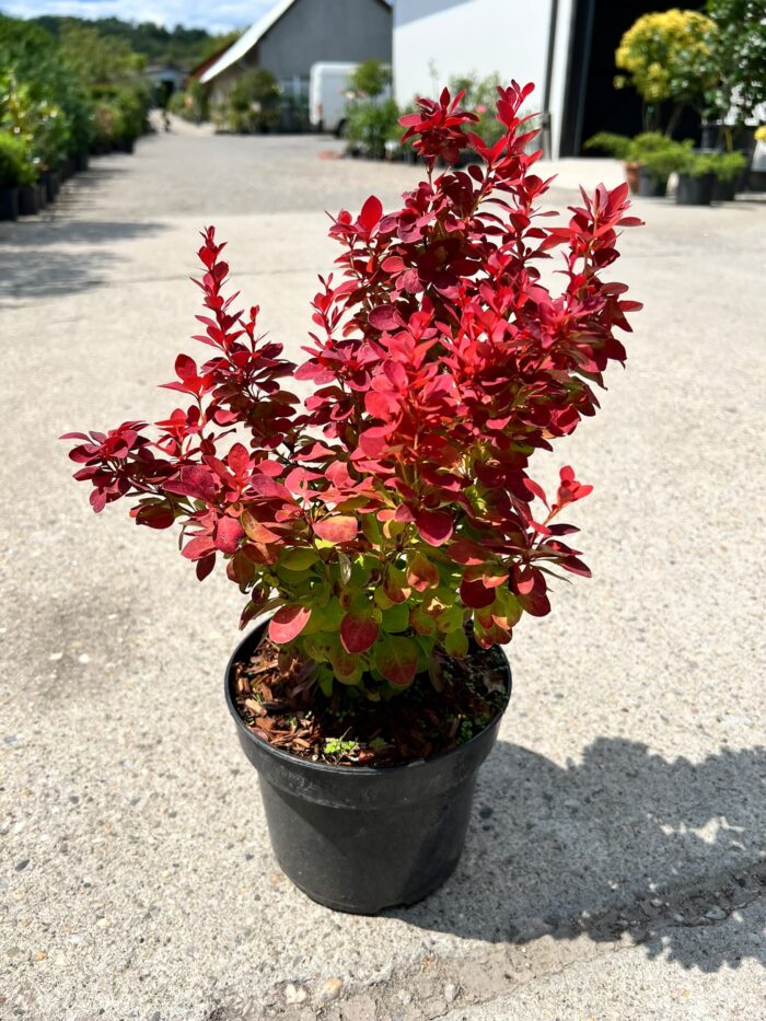 Berberis thunbergii Desperados la ghiveci - imagine 2