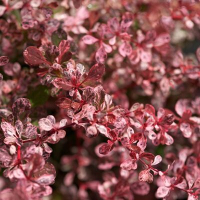 Berberis Thunbergii Harlequin la ghiveci