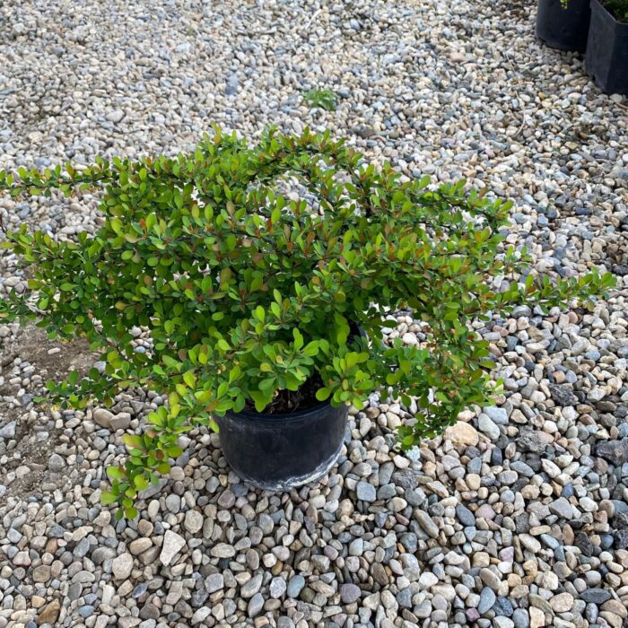 Berberis thunbergii Green Ornament la ghiveci - imagine 2