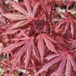 Acer Trompenburg este o varietate remarcabilă de arțar norvegian, recunoscută pentru frunzișul său bogat și pentru frumusețea sa ornamentală. 🛒