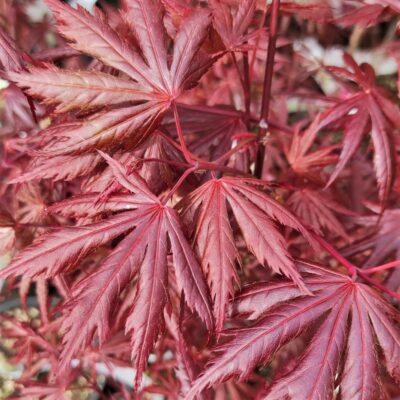 Acer Trompenburg este o varietate remarcabilă de arțar norvegian, recunoscută pentru frunzișul său bogat și pentru frumusețea sa ornamentală. 🛒