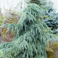 Descoperă Cedru blue: Preferă soluri bine drenate și expunere la soare plin .Este și un copac rezistent la secetă odată ce este bine stabilizat. 🌿🛒